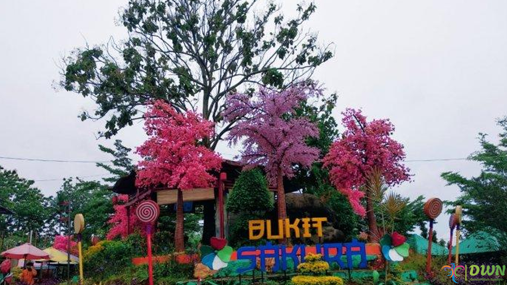 Bukit Sakura Kemiling: Liburan Seru ala Jepang di Lampung