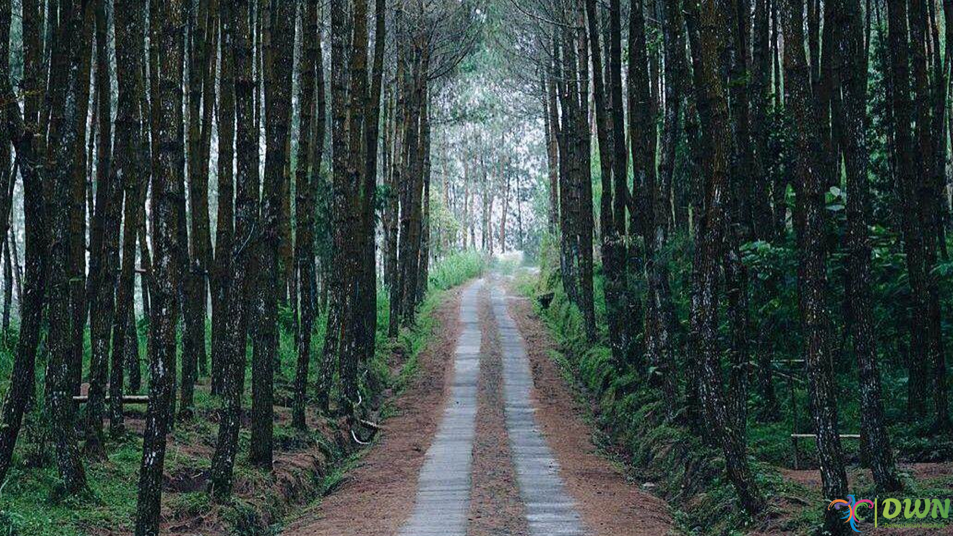 Hutan Pinus Kragilan, Spot Liburan Alam yang Anti-Mainstream