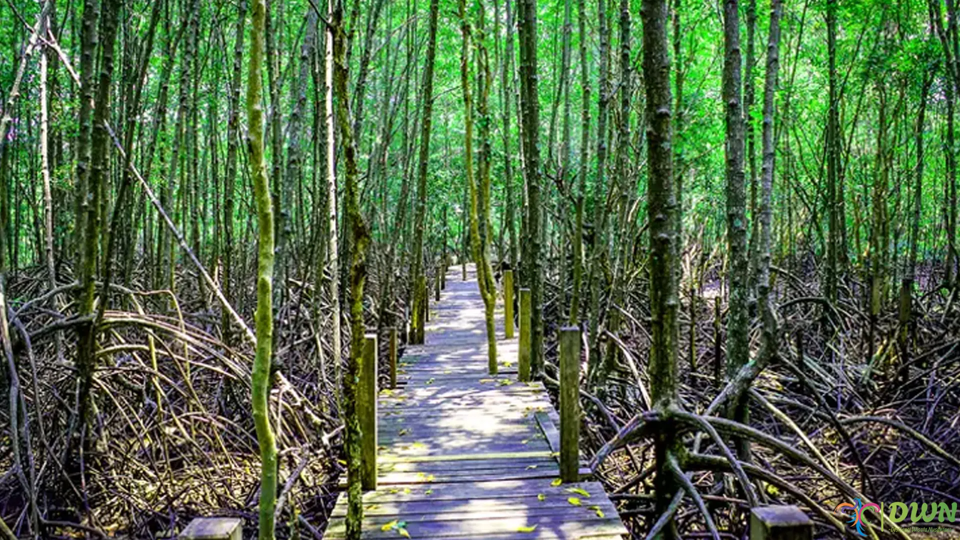 4 Hal Menarik yang Akan Kamu Temui di Bandar Bakau Dumai