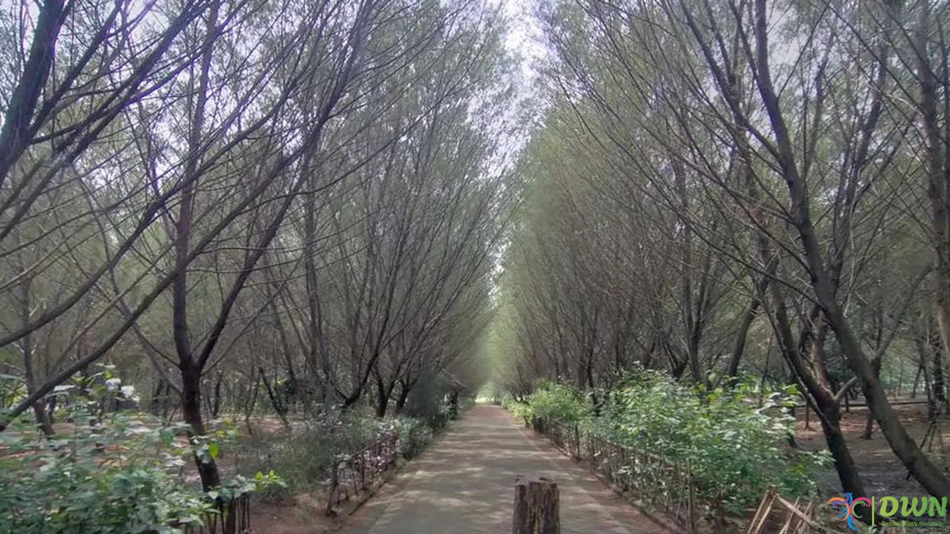 Wisata Taman Hutan Raya Pakal Dan 4 Spot Populer Para Pengunjung