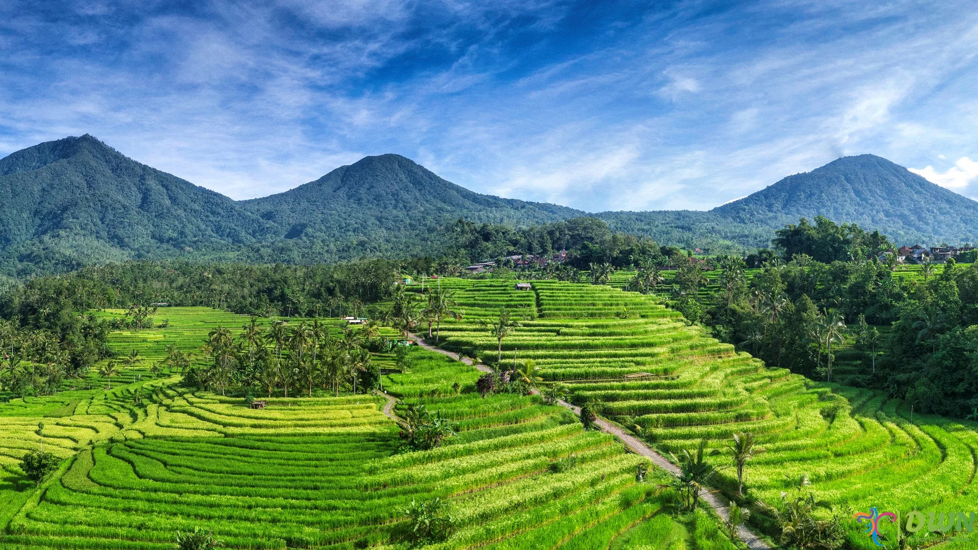 Wisata Jatiluwih 2 Fakta Menarik Tentang Budaya dan Tradisi Lokal