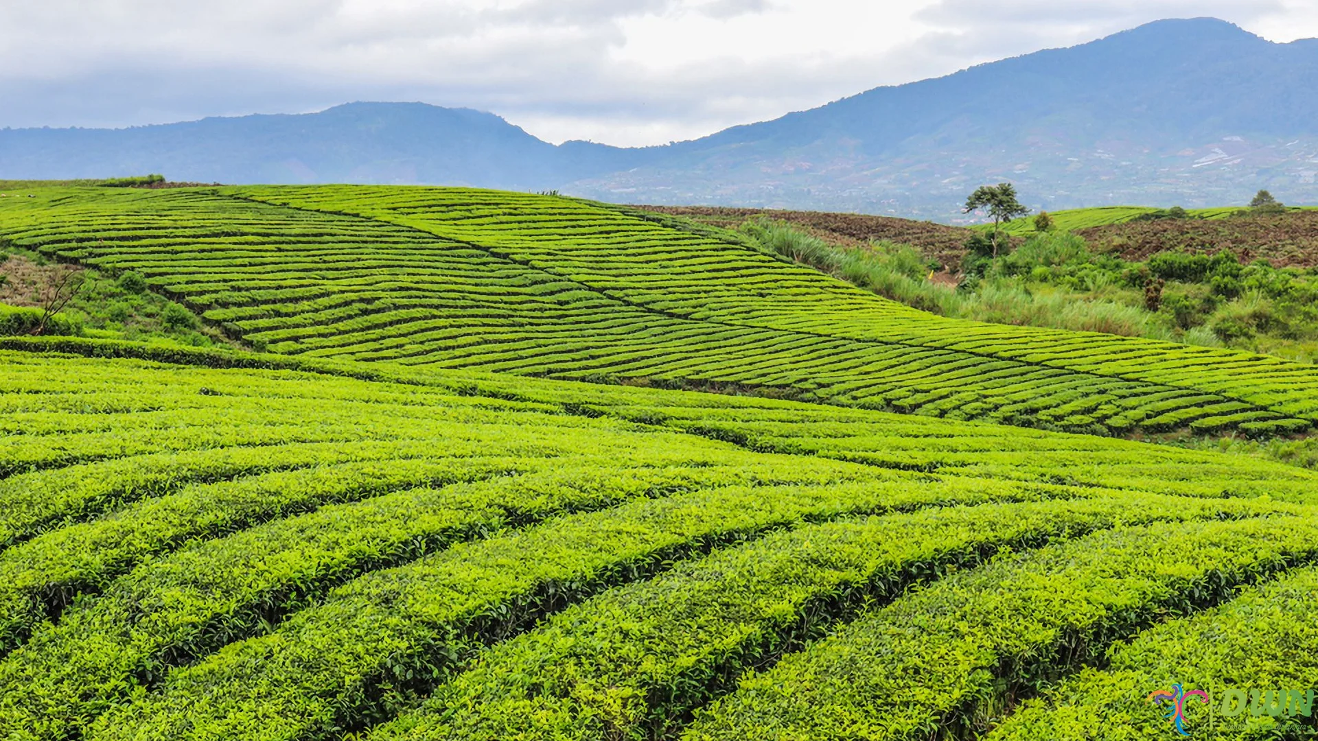5 Fasilitas Asli Pendukung di Objek Wisata Kebun Teh Kayu Aro