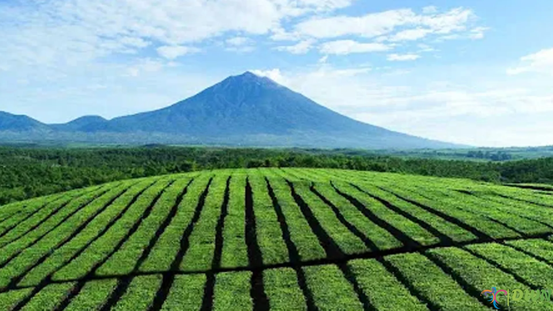 5 Fasilitas Asli Pendukung di Objek Wisata Kebun Teh Kayu Aro