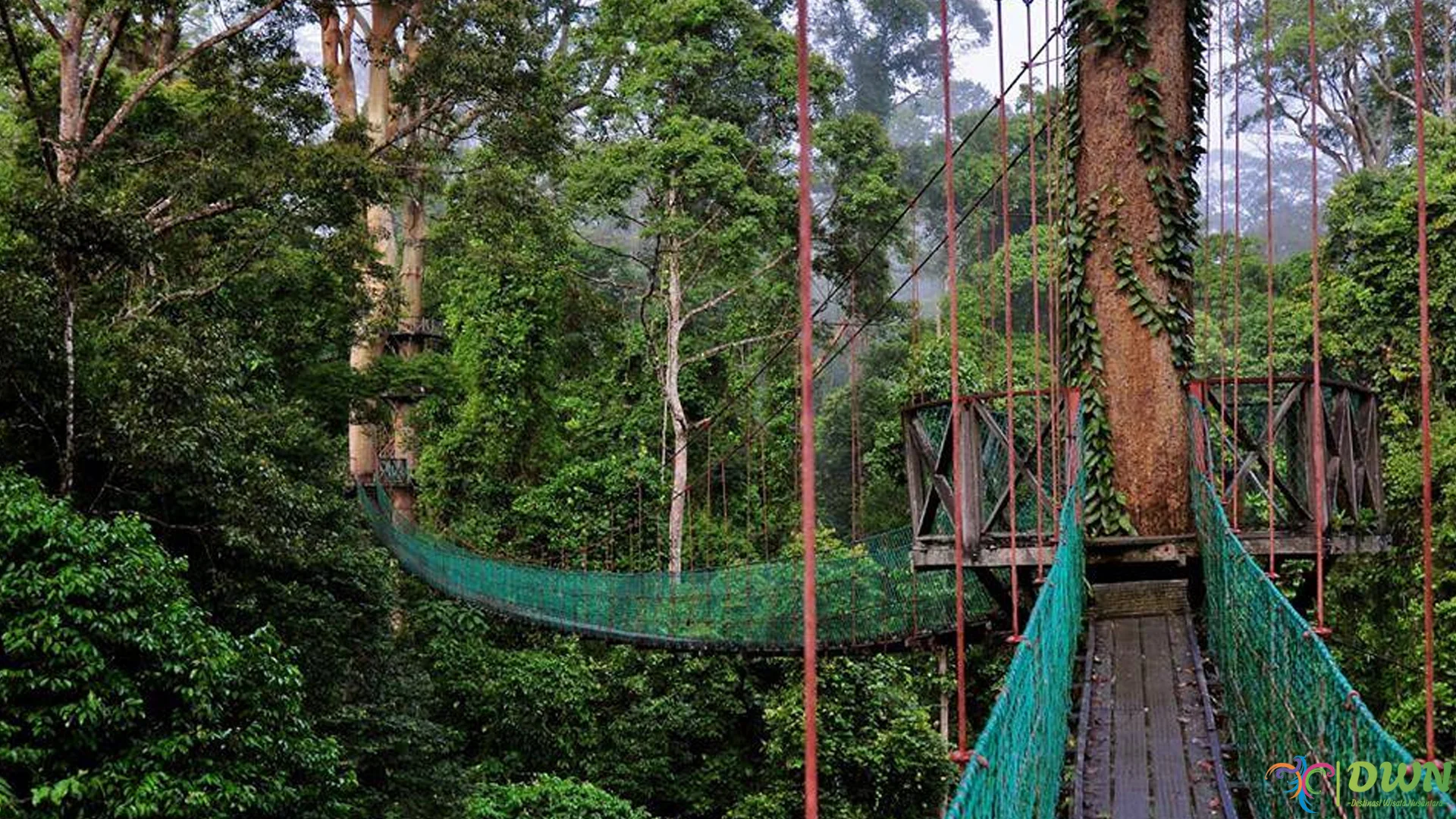 Lembah Danum Jadi 1 Surga Tersembunyi Kalimantan 